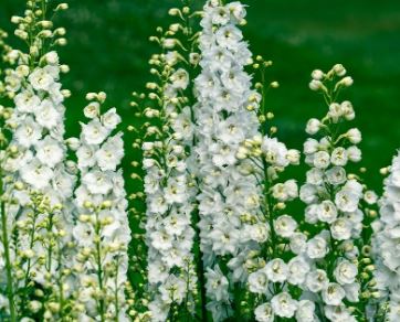 Epilobium Species, Dwarf Alpine Fireweed, Mountain Fireweed, River-Beauty