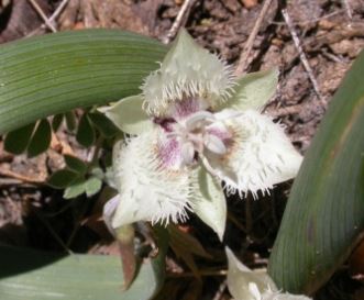 Calochortus Species, Beavertail Grass, Lavender Star Tulip