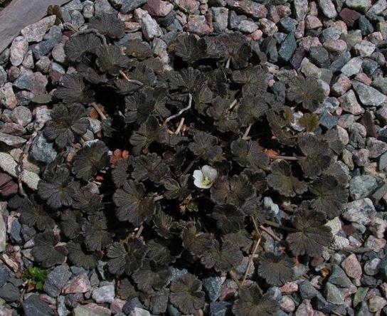 Tigridia Species, Chiapas Shell Flower