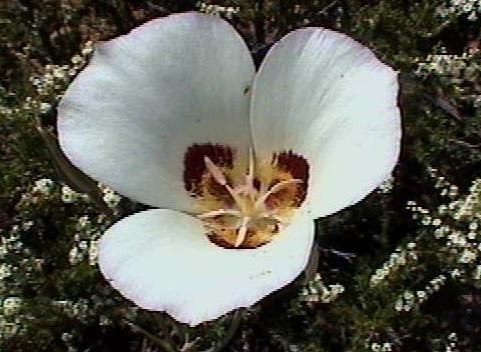 Calochortus Species, Tiburon Mariposa Lily