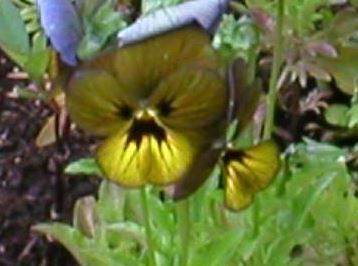 Glacier Wormwood