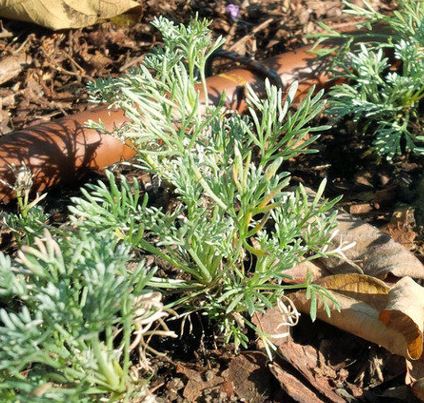 Lupinus Species, Nootka Lupine