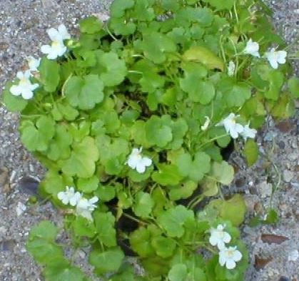 Lobelia Speces