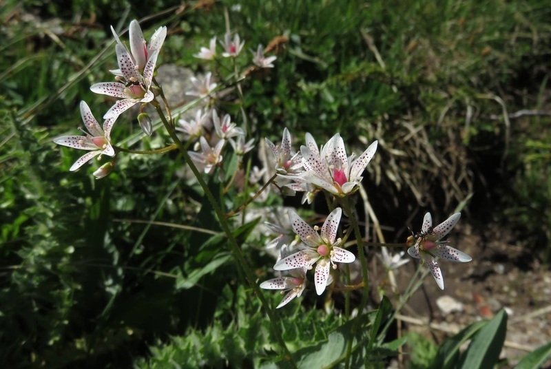 Saxifraga Species, Round Leaved Saxifrage