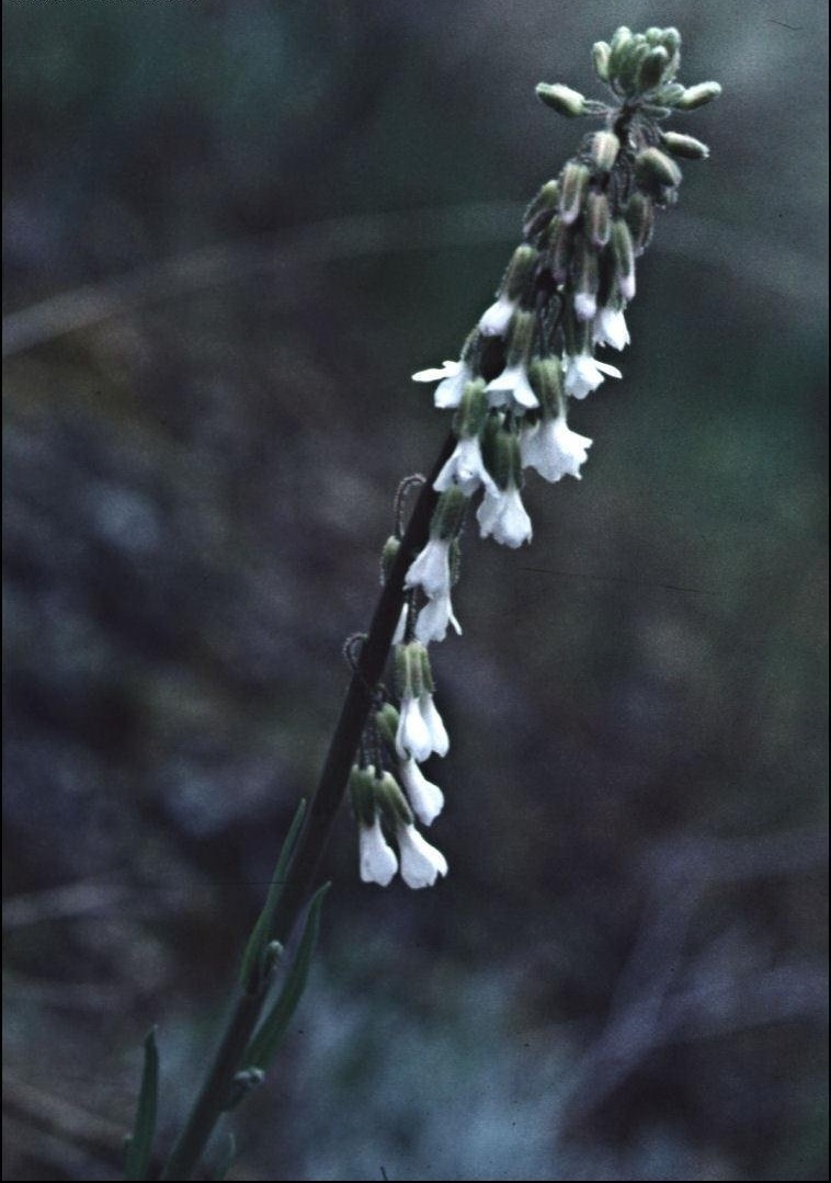 Boechera Species, Holboell??s Rockcress, Rock Cress