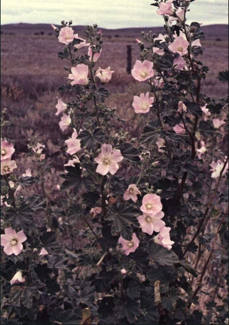 Malva Species, Australian Hollyhock, Native Hollyhock