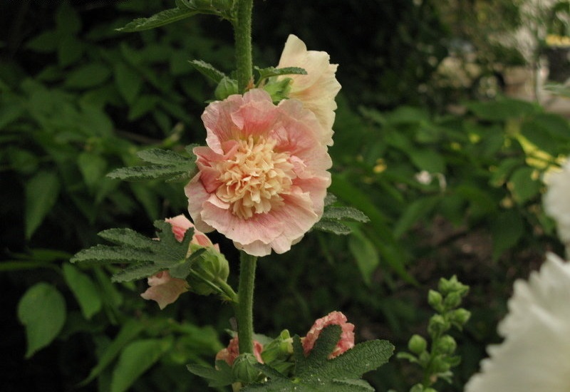 Alcea, Common Hollyhock, Garden Hollyhock Chaters Chamois Rose