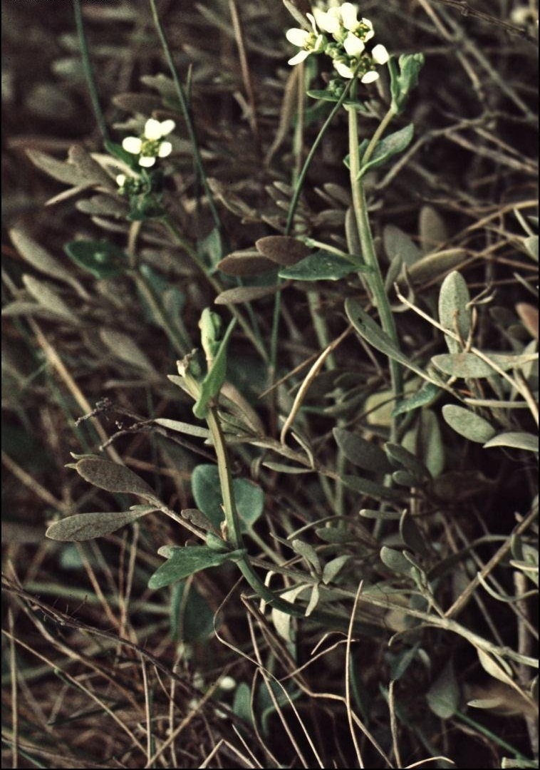 English Scurvy-grass, Long Leaved Scurvy Grass