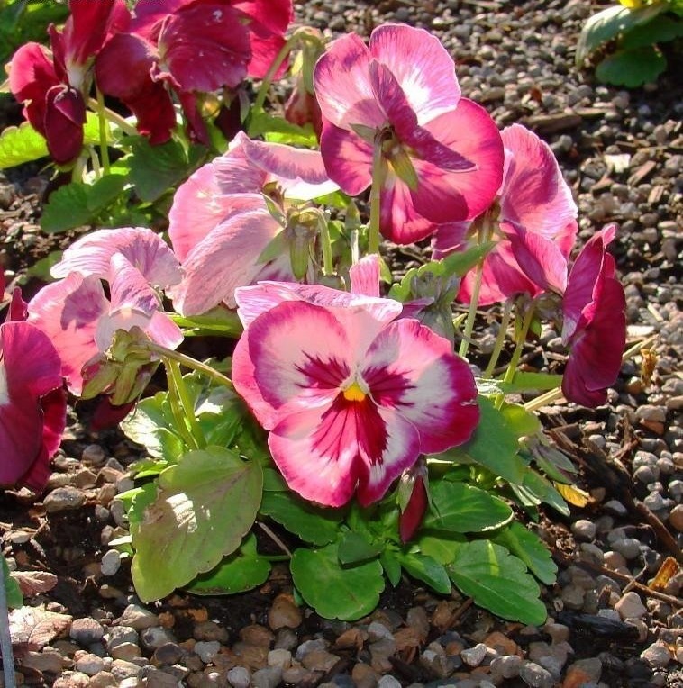 Viola, Garden Pansy, Pansy Dynamite Rosalyn