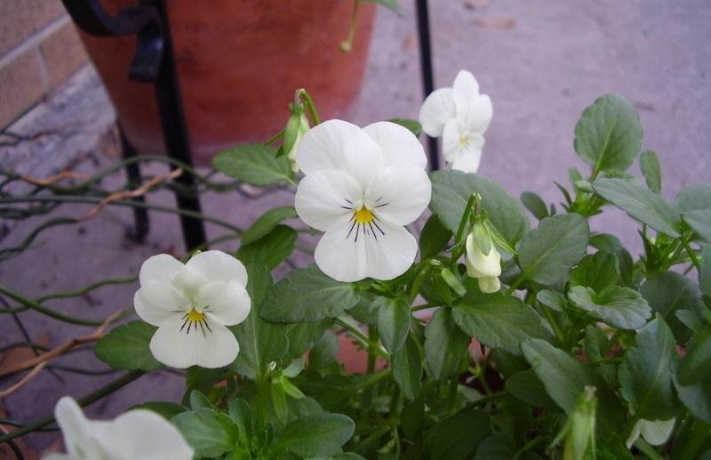 Viola, Garden Pansy, Pansy Crown Mix