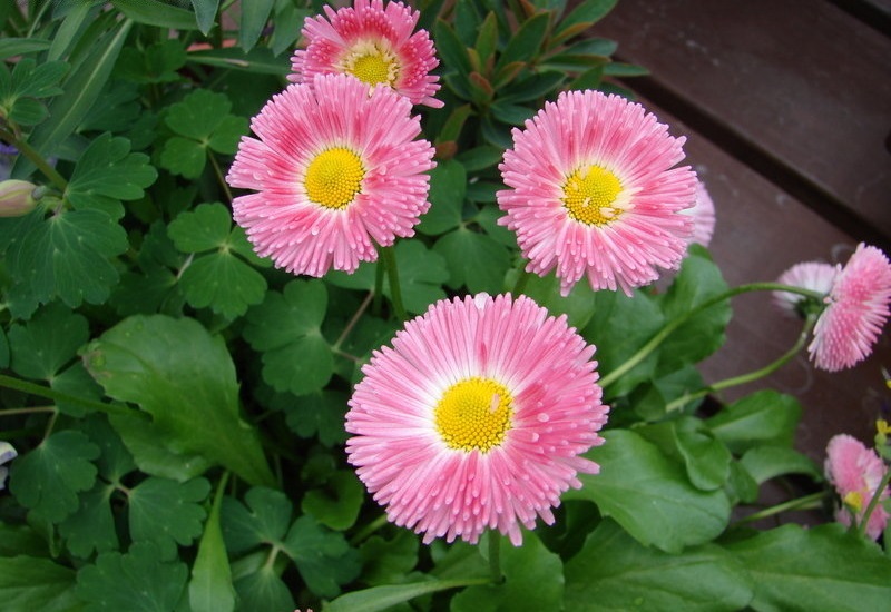 Bellis, Bruisewort, English Daisy, Lawn Daisy Polar Pink