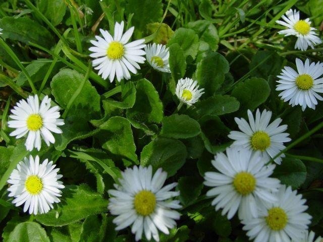 Bellis, Bruisewort, English Daisy, Lawn Daisy Polar White