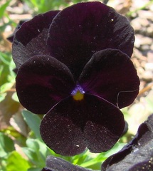 Viola, Garden Pansy, Pansy 'Venus Black'