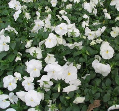 Viola, Garden Pansy, Pansy 'Universal Plus White'