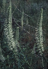 Thelypodium Species, Cutleaf Thelypody, Feathery Thelypodium, Thick-Leaved Thelypody