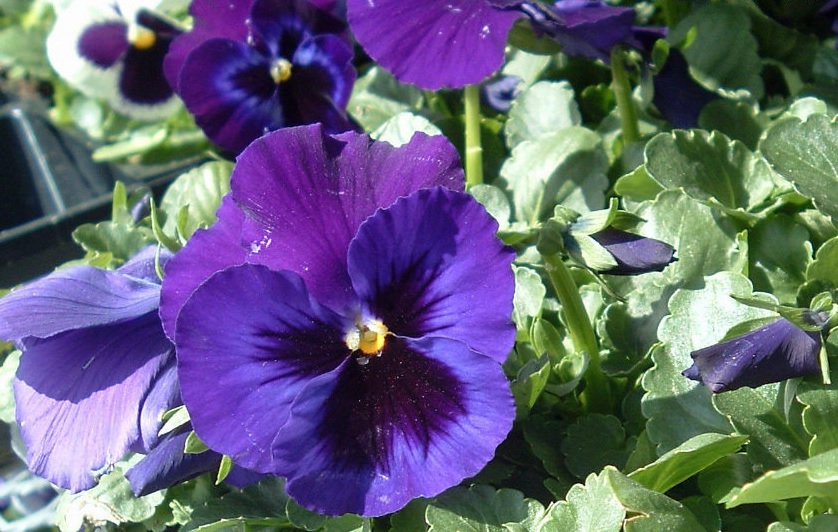 Viola, Garden Pansy, Pansy Delta Premium Neon Violet