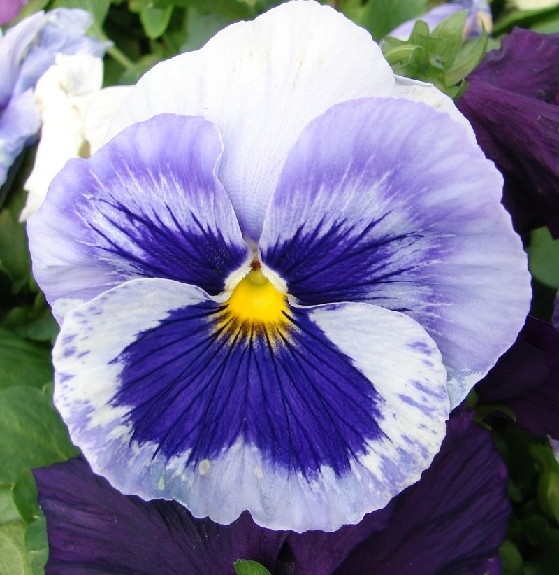 Viola, Garden Pansy, Pansy Atlas Blueberry Mix
