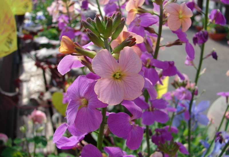 Erysimum, Wallflower Sweet Sorbet