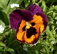 Viola, Garden Pansy, Pansy 'Vivaldi'