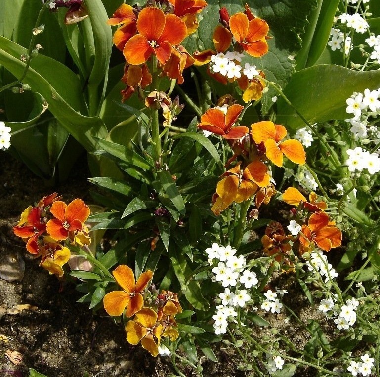 Erysimum, Common Wallflower, English Wallflower Bedder Mix
