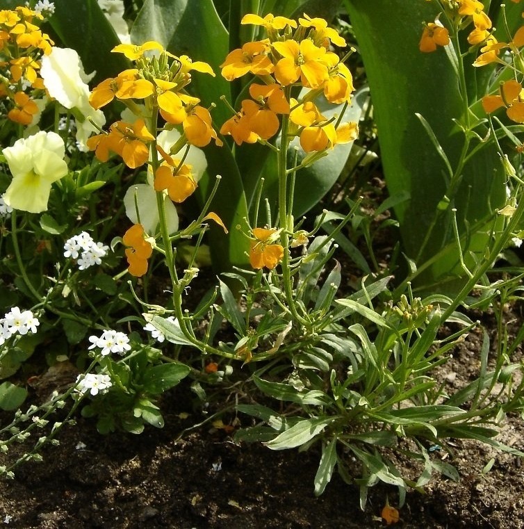 Erysimum, Wallflower Citrona Yellow