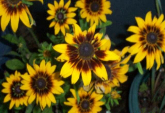 Rudbeckia, Black-Eyed Susan, Gloriosa Daisy Kelvedon Star