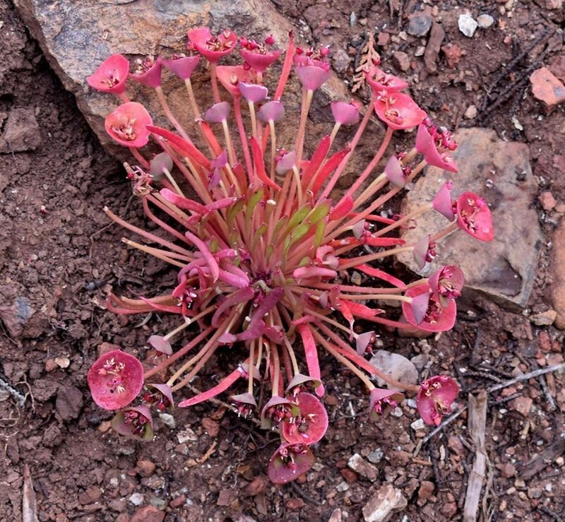 Claytonia Species, Red-Stemmed Miners Lettuce