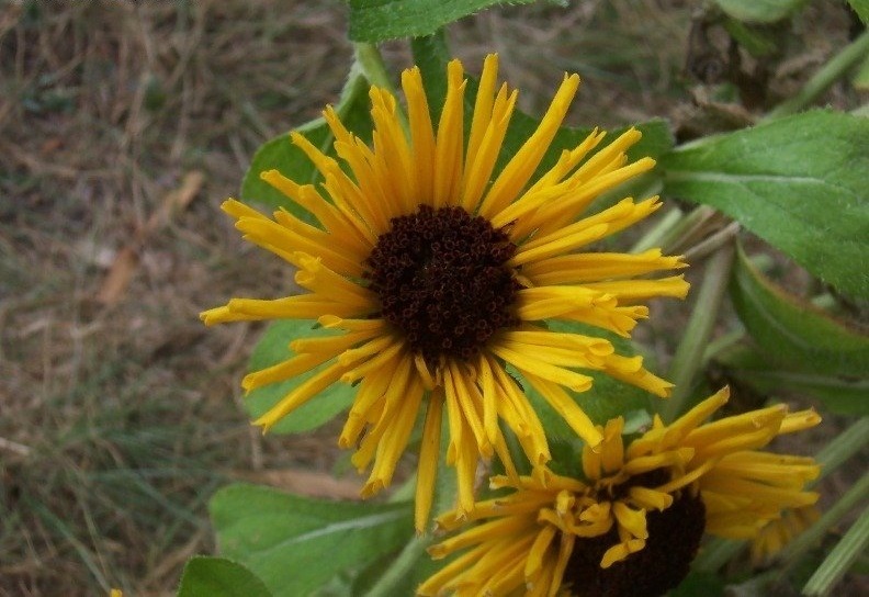 Rudbeckia, Black-Eyed Susan, Gloriosa Daisy Radiance