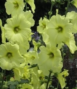 Alcea Species, Kurd Hollyhock