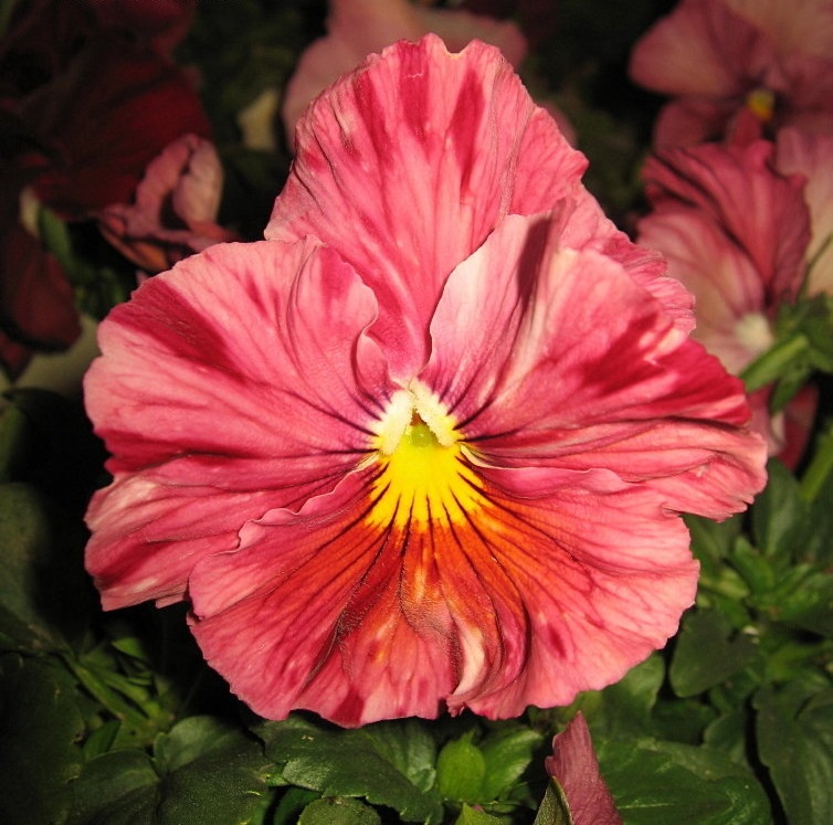 Viola, Garden Pansy, Pansy Chianti Mix