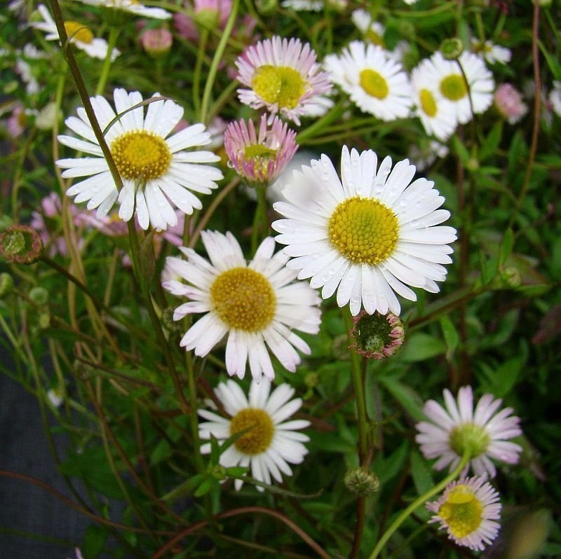 Erigeron, Mexican Fleabane, Santa Barbara Daisy, Seaside Daisy Profusion
