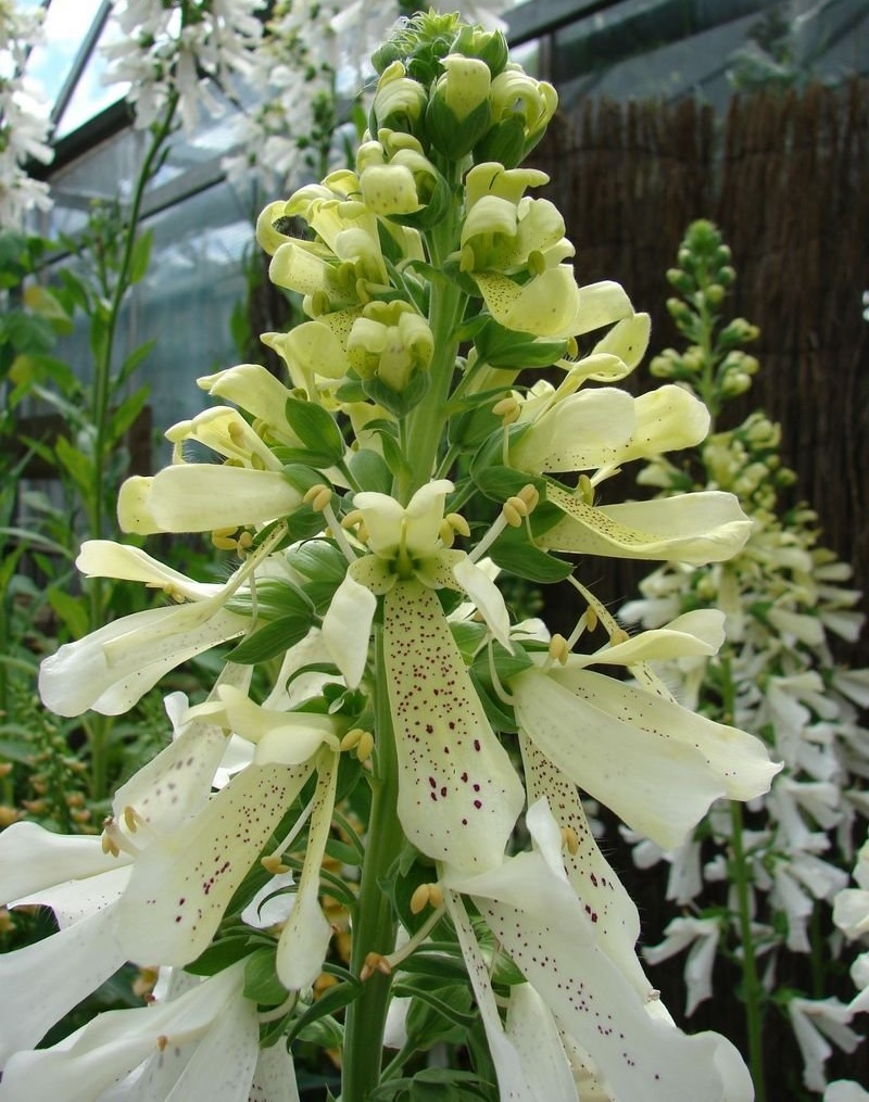 Digitalis, Common Foxglove, Ladys Glove Saltwood Summer