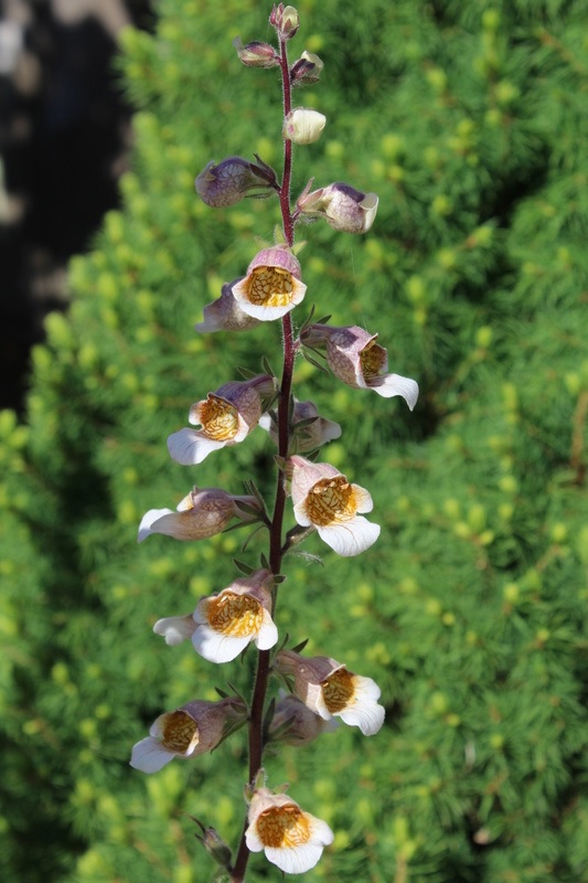Digitalis, Grecian Foxglove, Woolly Foxglove Cafe Creme