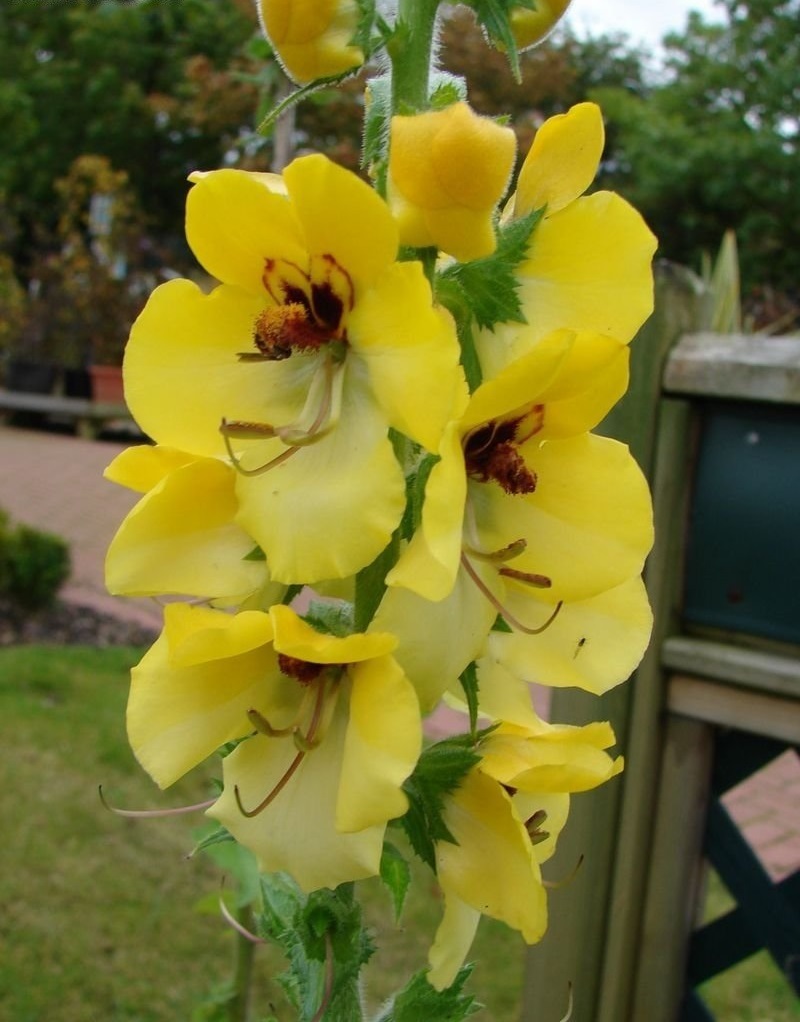Verbascum, Hybrid Mullein, Ornamental Mullein Buttercup