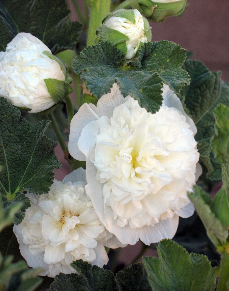 Alcea, Double Hollyhock, Garden Hollyhock Chaters Double Icicle