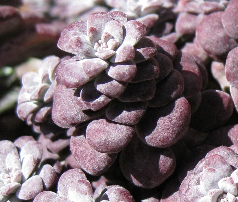 Sedum, Broadleaf Stonecrop, Pacific Stonecrop Purpureum