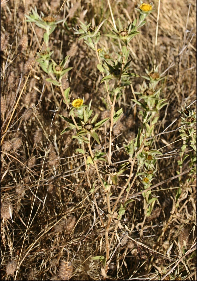 Spiny Starwort, Golden Pallenis