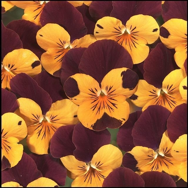 Viola, Garden Pansy, Pansy Orange Red Wing