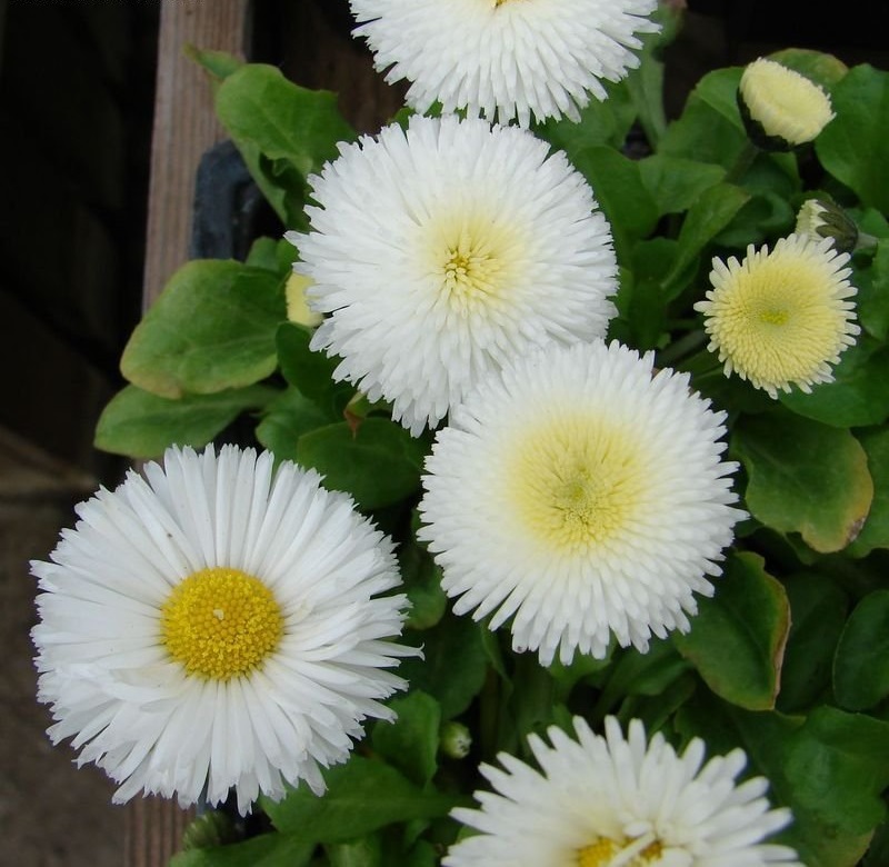 English Daisy, Lawn Daisy, Bruisewort Pomponette White