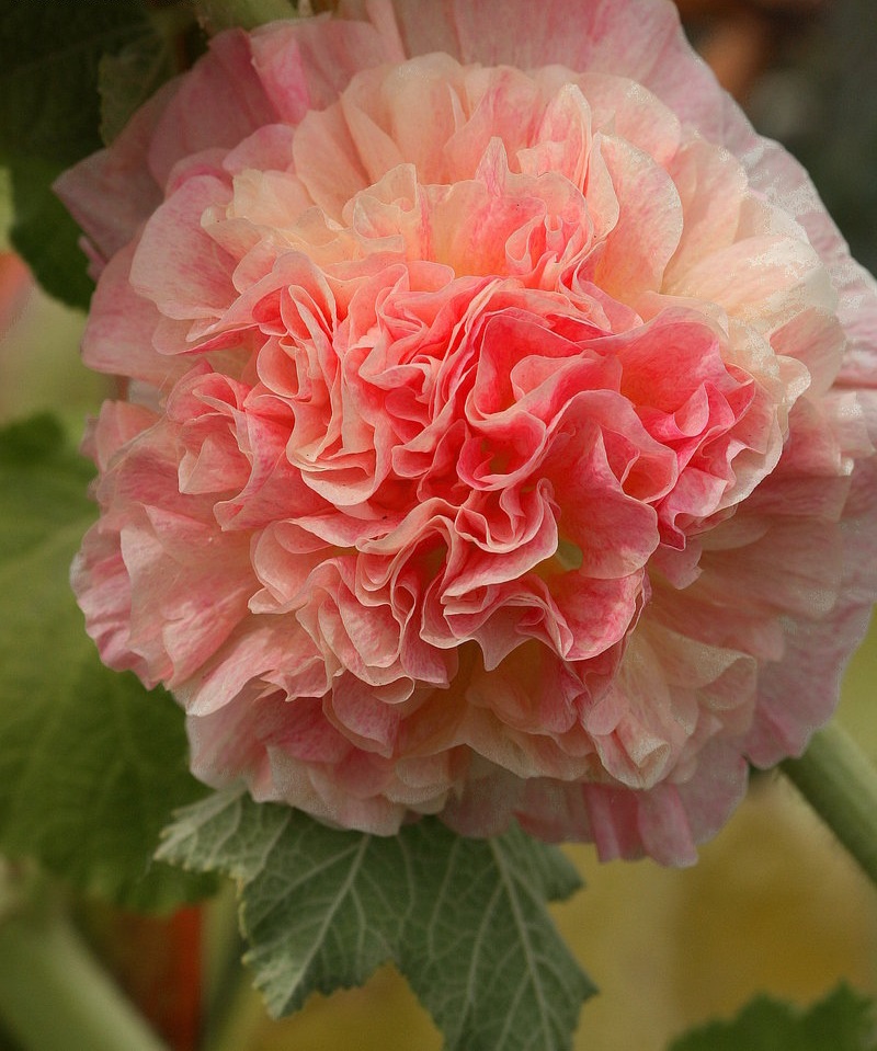 Alcea, Double Hollyhock, Garden Hollyhock Double Apricot