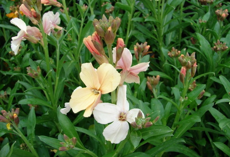 Erysimum, Wallflower Sunset Apricot