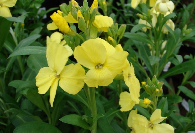 Erysimum, Wallflower Sunset Primrose