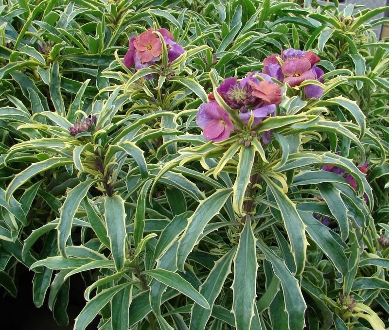 Erysimum, Variagated Wallflower Stars and Stripes