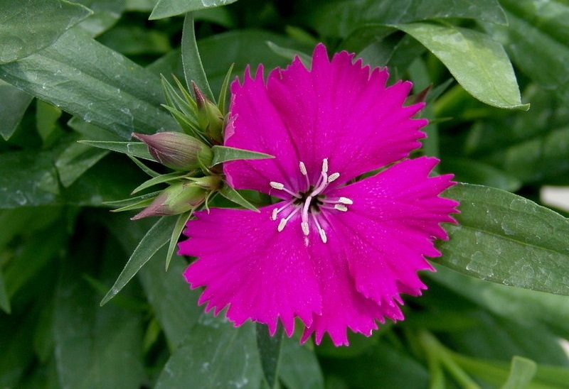 Dianthus, China Pinks Telstar Purple