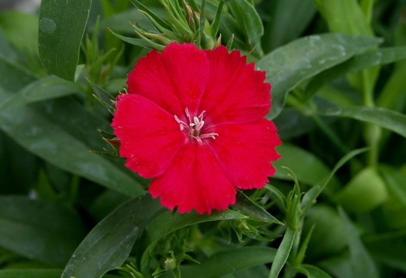 Dianthus, China Pinks Telstar Scarlet