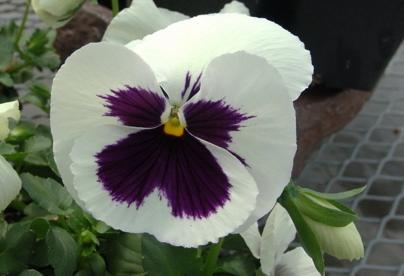 Viola, Garden Pansy, Pansy Dynamite White with Blotch