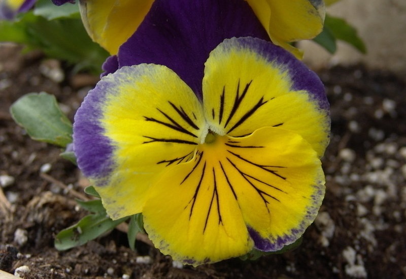Viola, Garden Pansy, Pansy Matrix Morpheus