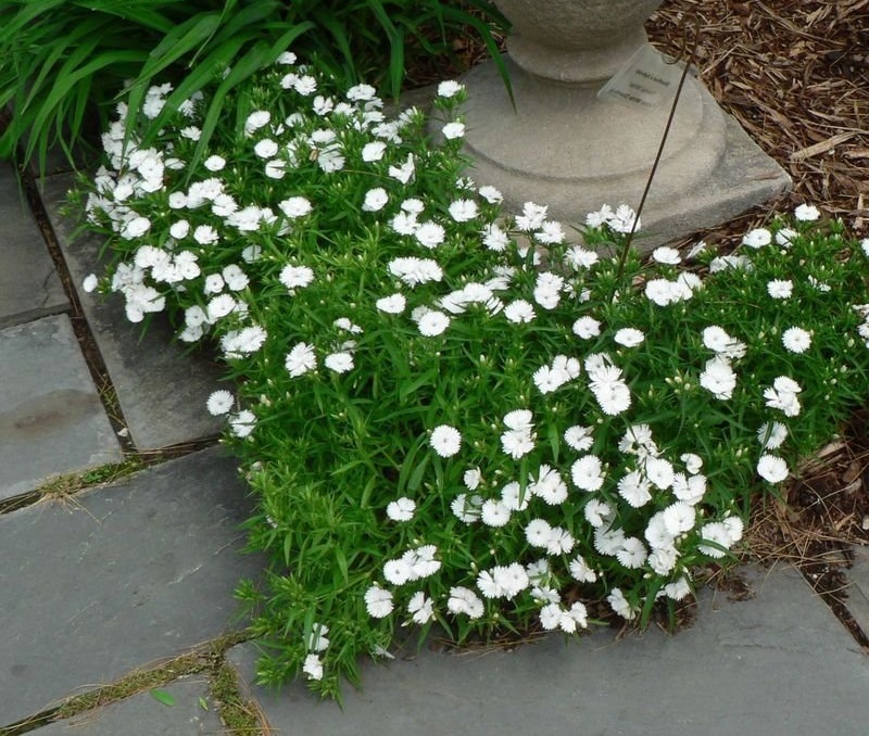 Dianthus, China Pinks Telstar White