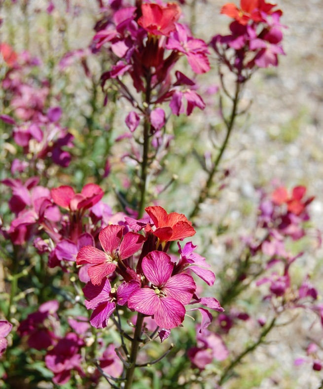 Erysimum, Perennial Wallflower Emms Variety