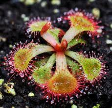 Sundew Drosera rubrifolia
